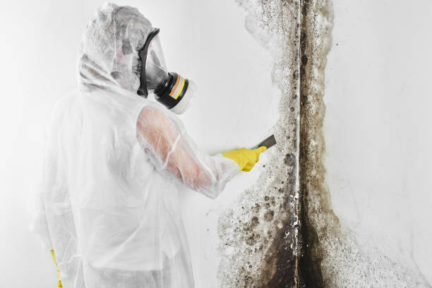 Best Mold Damage Repair  in Piru, CA