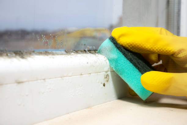 Piru, CA Mold Removal Company