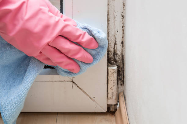 Best Attic Mold Removal  in Piru, CA